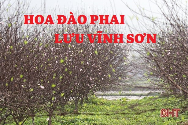 Hoa đào cảnh Lưu Vĩnh Sơn