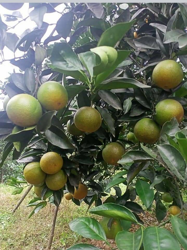 Cam khe mây Hoàn Thắng