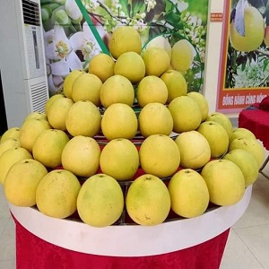 Bưởi Phúc Trạch