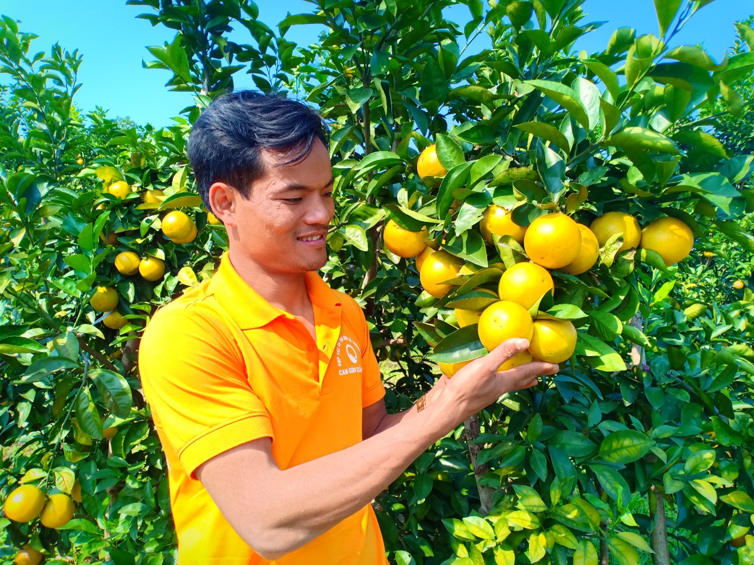 Cam giòn Xuân Hòa Thượng Lộc