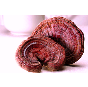 Nấm linh chi Quang Trung